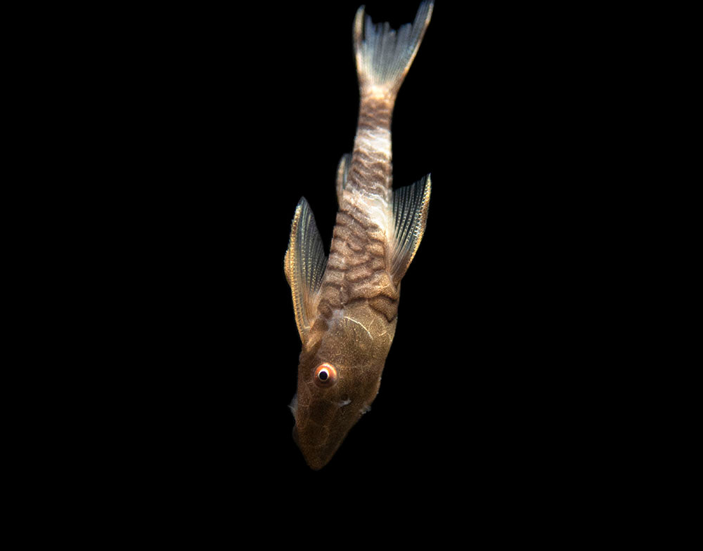 Orange Zebra AKA Robocop Otocinclus Catfish (Nannoptopoma sp. "Peru Orange")