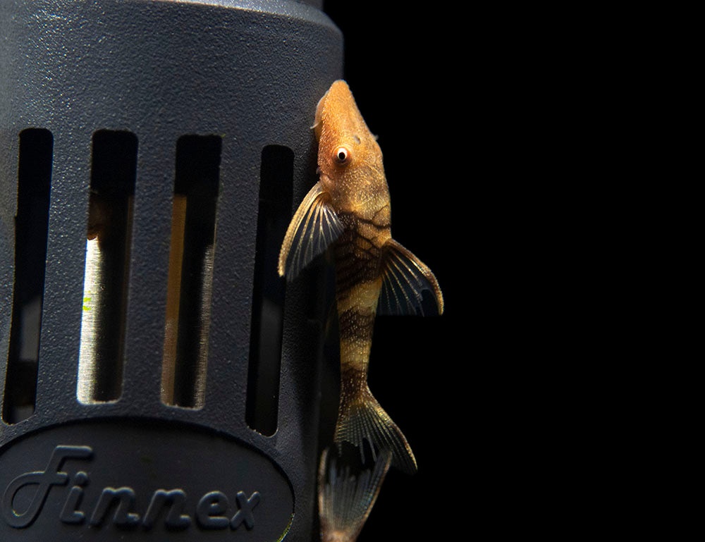 Orange Zebra AKA Robocop Otocinclus Catfish (Nannoptopoma sp. "Peru Orange")