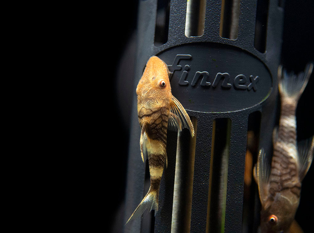 Orange Zebra AKA Robocop Otocinclus Catfish (Nannoptopoma sp. "Peru Orange")