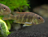 Red/Orange Head Tapajos Eartheater (Geophagus sp.), Tank-Bred!