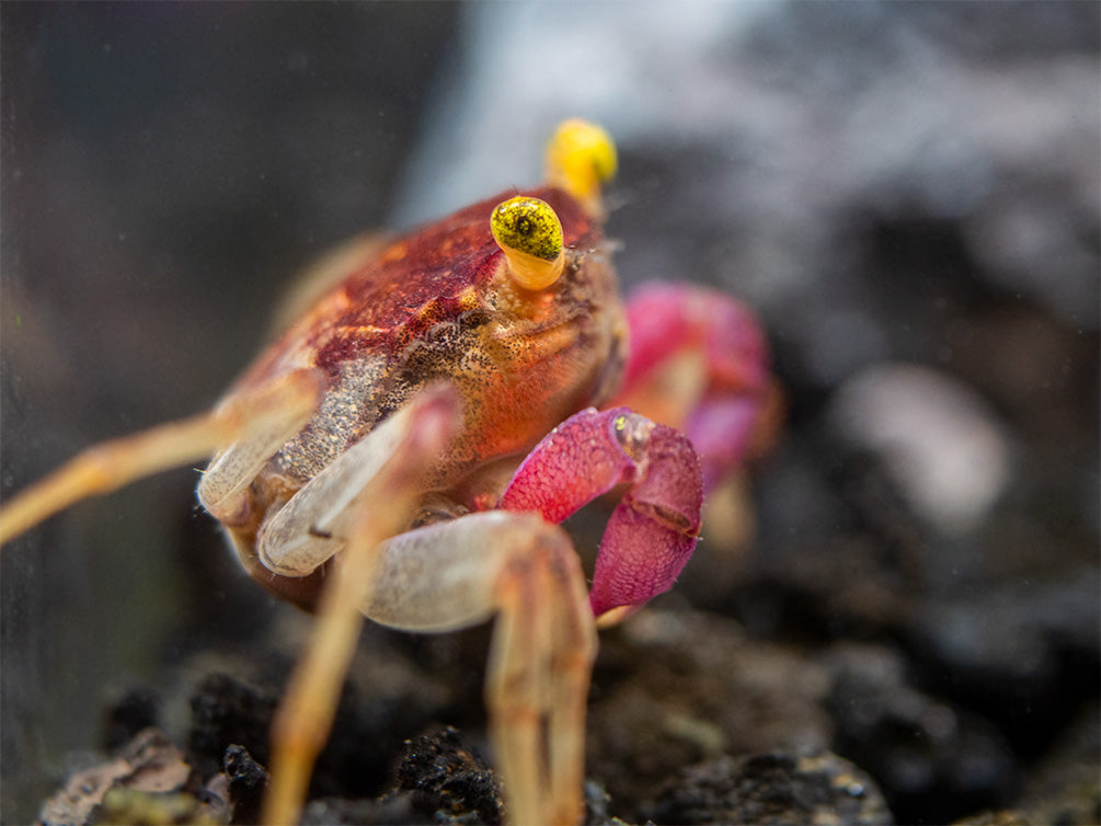 Orchid Vampire Crab (Geosesarma sp.)