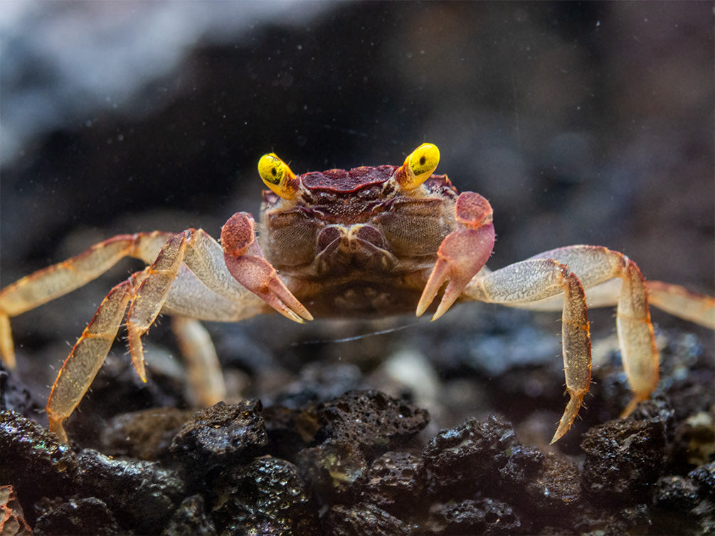 Orchid Vampire Crab (Geosesarma sp.)