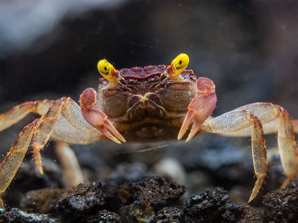 Orchid Vampire Crab (Geosesarma sp.)