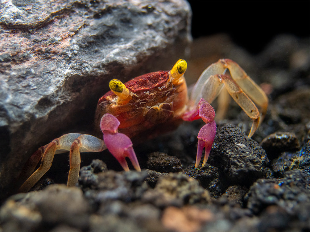 Orchid Vampire Crab (Geosesarma sp.)