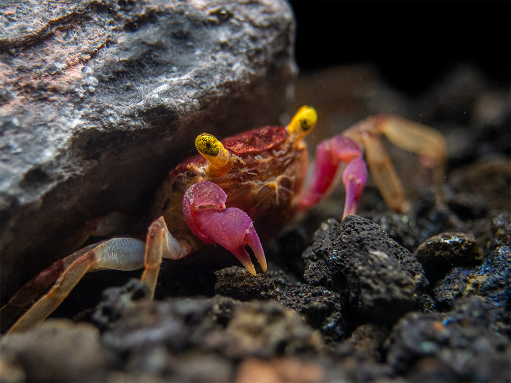 Orchid Vampire Crab (Geosesarma sp.)