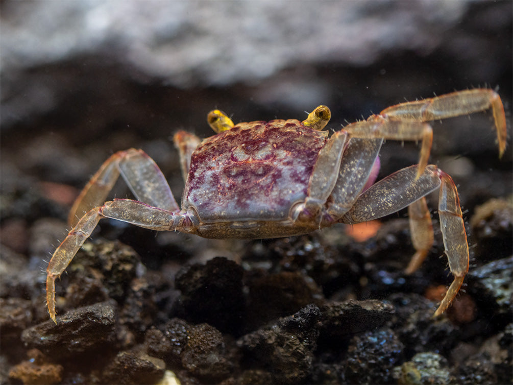 Orchid Vampire Crab (Geosesarma sp.)