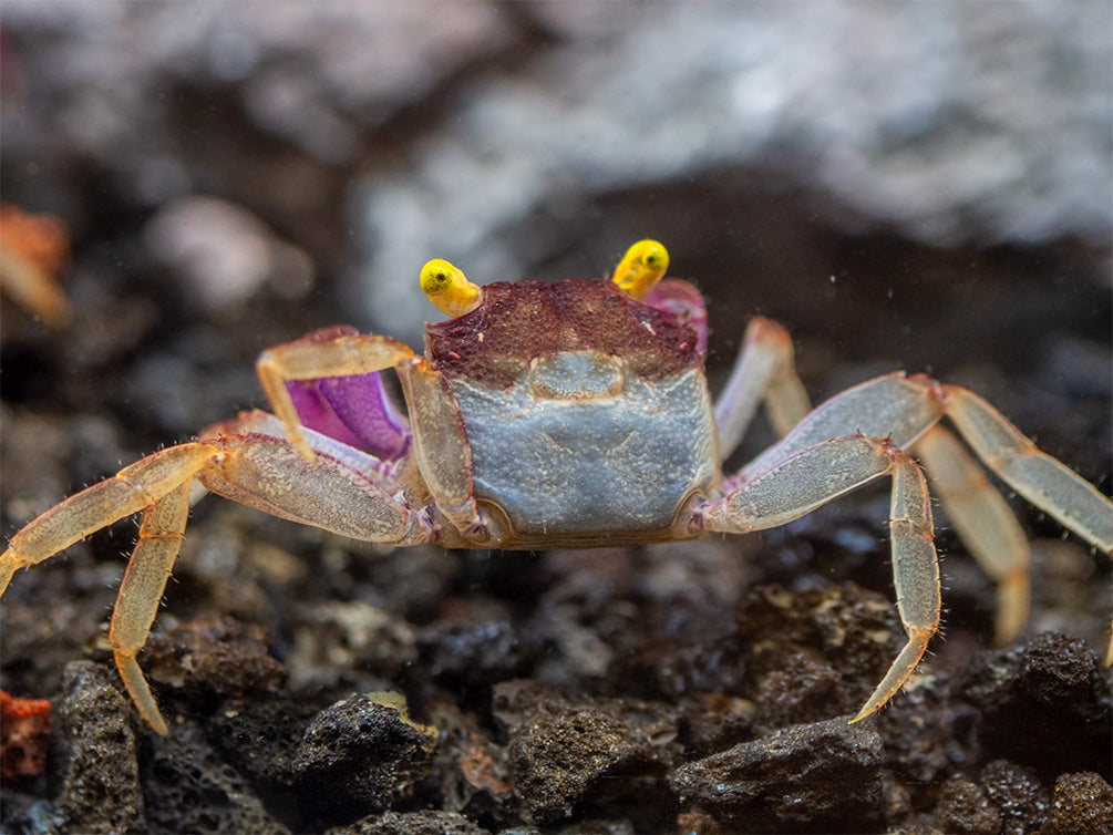 Orchid Vampire Crab (Geosesarma sp.)