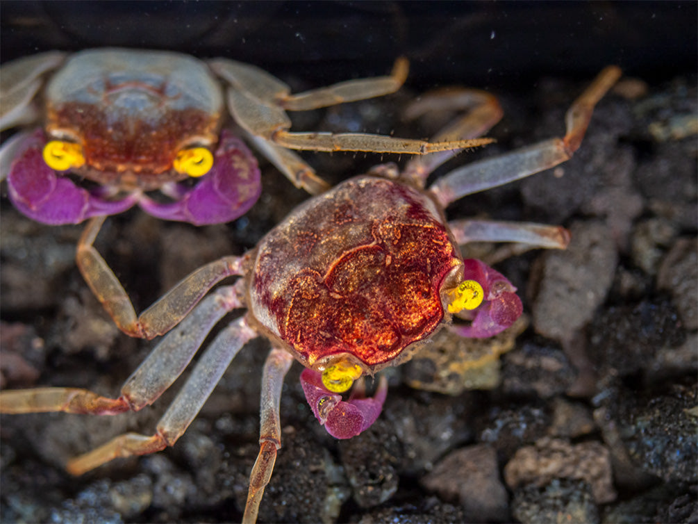 Orchid Vampire Crab (Geosesarma sp.)