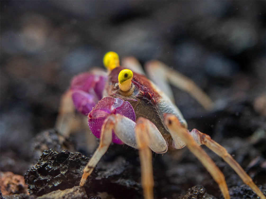 Orchid Vampire Crab (Geosesarma sp.)