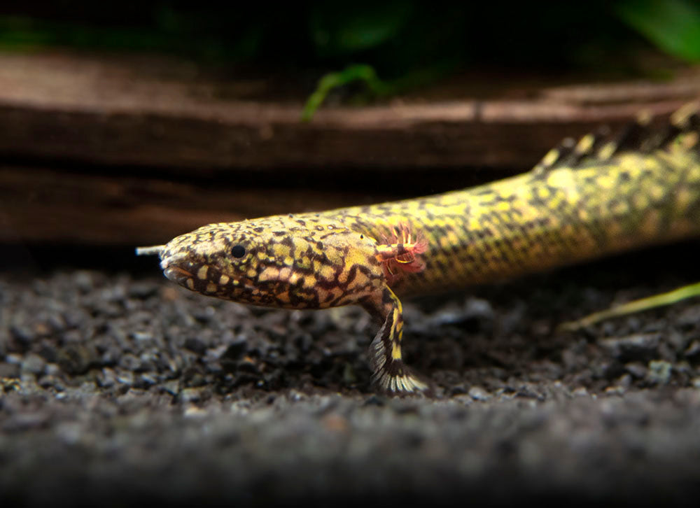 Ornate Bichir (Polypterus ornatipinnis) - Tank-Bred!