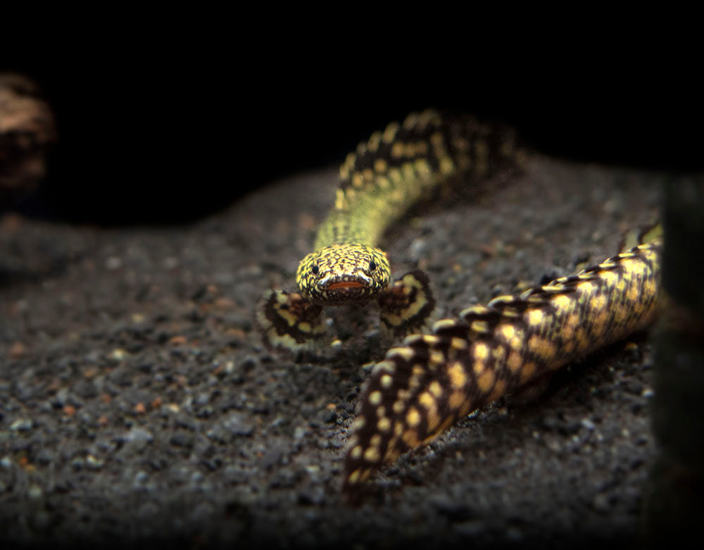 Ornate Bichir (Polypterus ornatipinnis) - Tank-Bred!