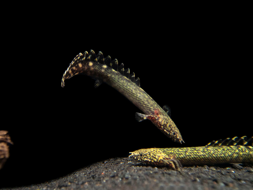 Ornate Bichir (Polypterus ornatipinnis) - Tank-Bred!