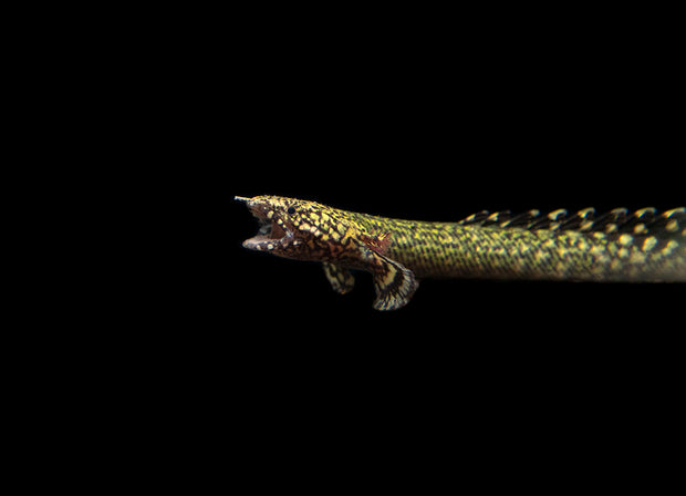 Ornate Bichir (Polypterus ornatipinnis) - Tank-Bred!