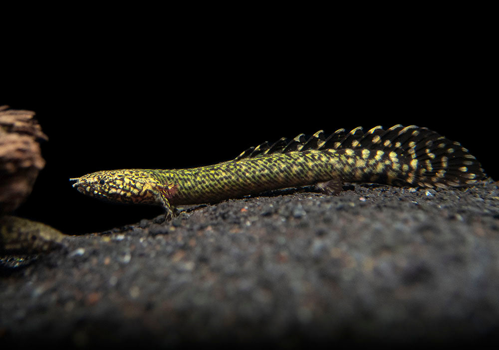 Ornate Bichir (Polypterus ornatipinnis) - Tank-Bred!