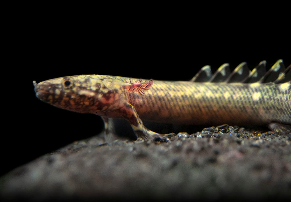 Ornate Bichir (Polypterus ornatipinnis) - Tank-Bred!