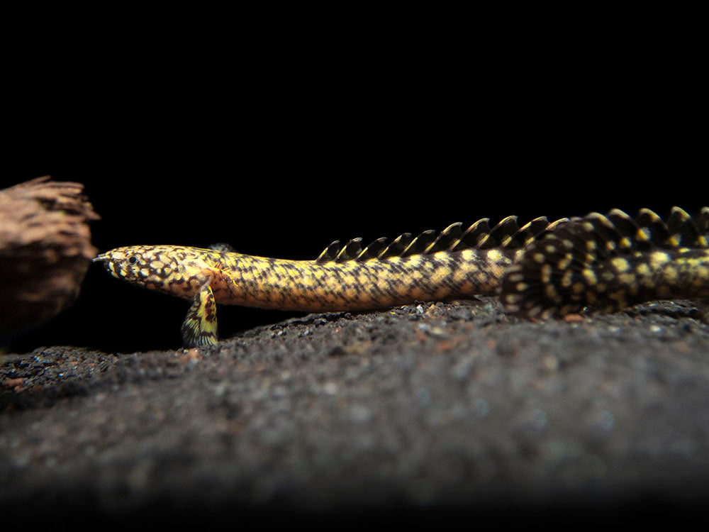 Ornate Bichir (Polypterus ornatipinnis) - Tank-Bred!