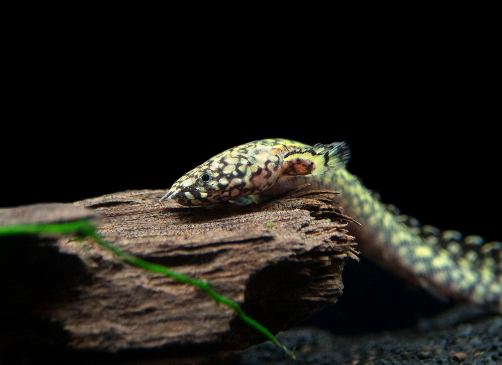 Ornate Bichir (Polypterus ornatipinnis) - Tank-Bred!