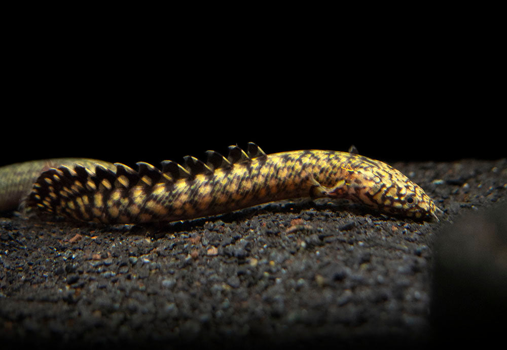 Ornate Bichir (Polypterus ornatipinnis) - Tank-Bred!