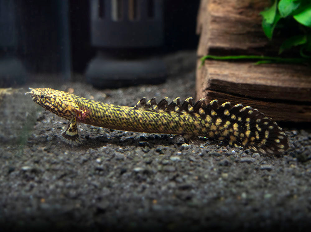 Ornate Bichir (Polypterus ornatipinnis) - Tank-Bred!