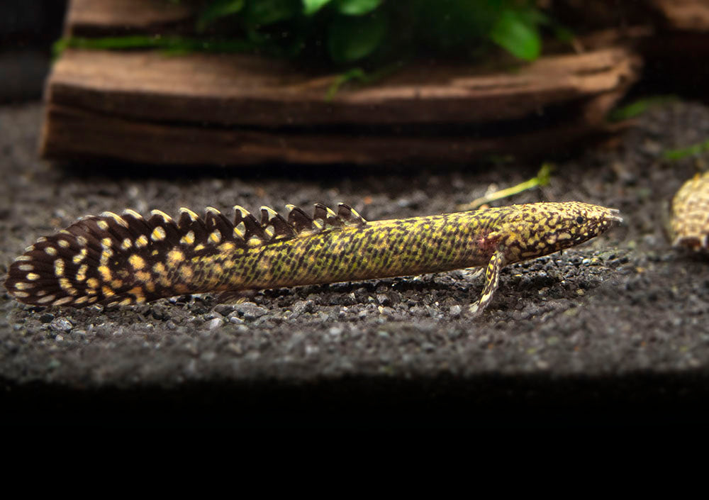 Ornate Bichir (Polypterus ornatipinnis) - Tank-Bred!