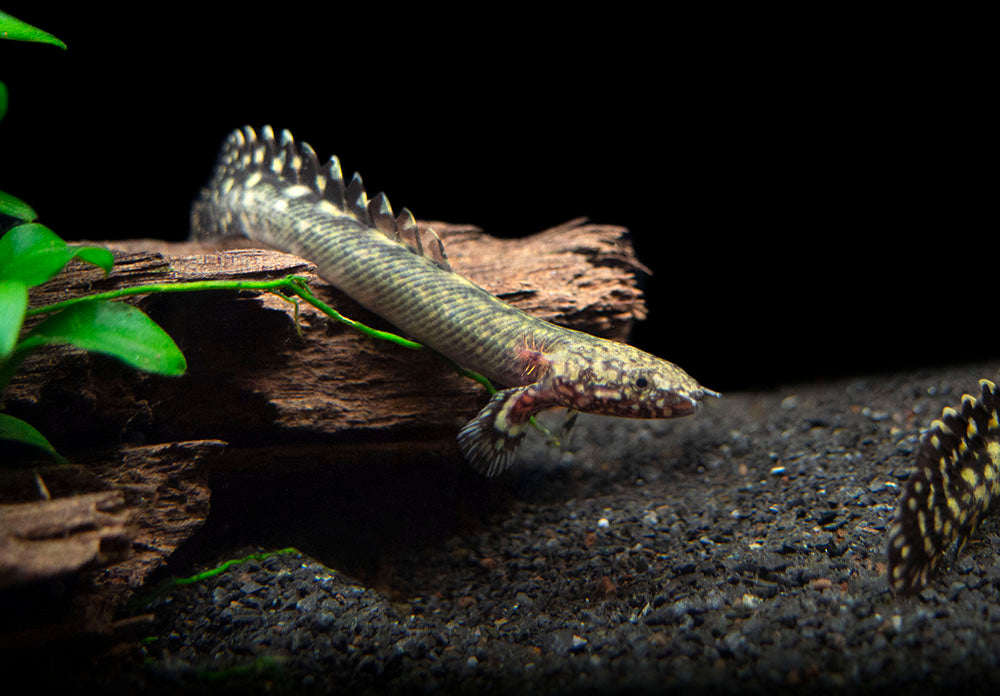 Ornate Bichir (Polypterus ornatipinnis) - Tank-Bred!