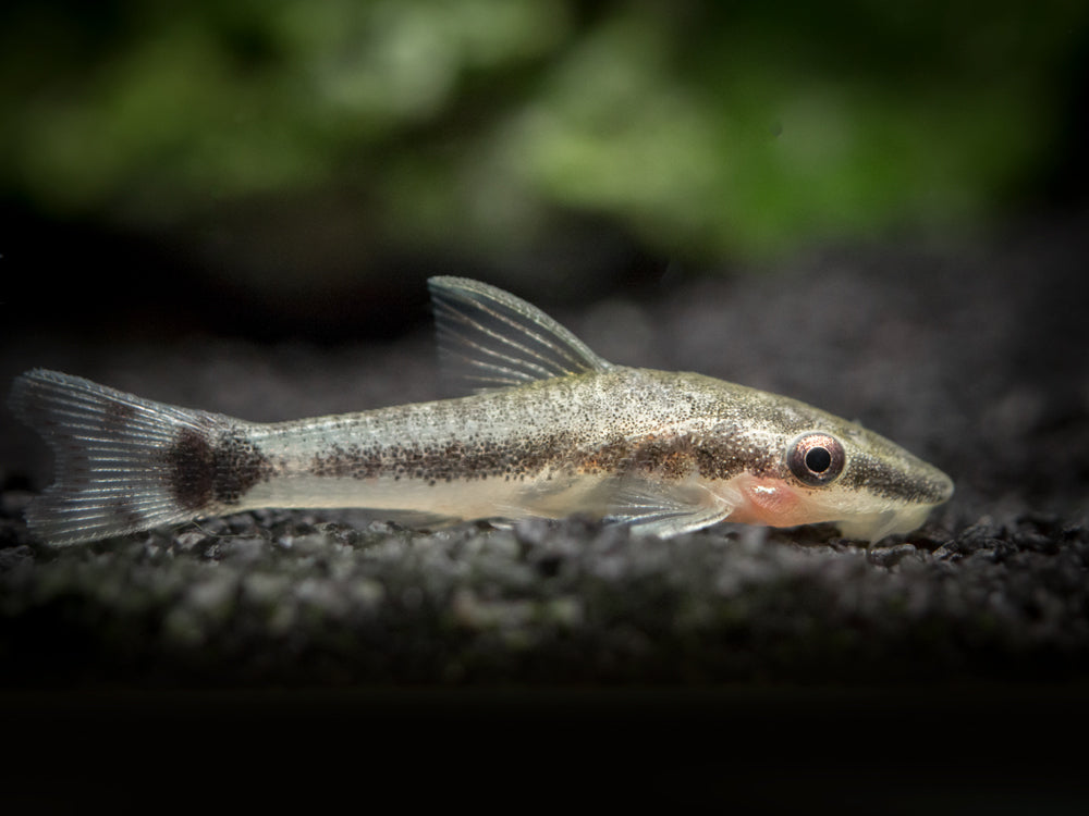 Aquatic Arts otocinclus catfish for sale 