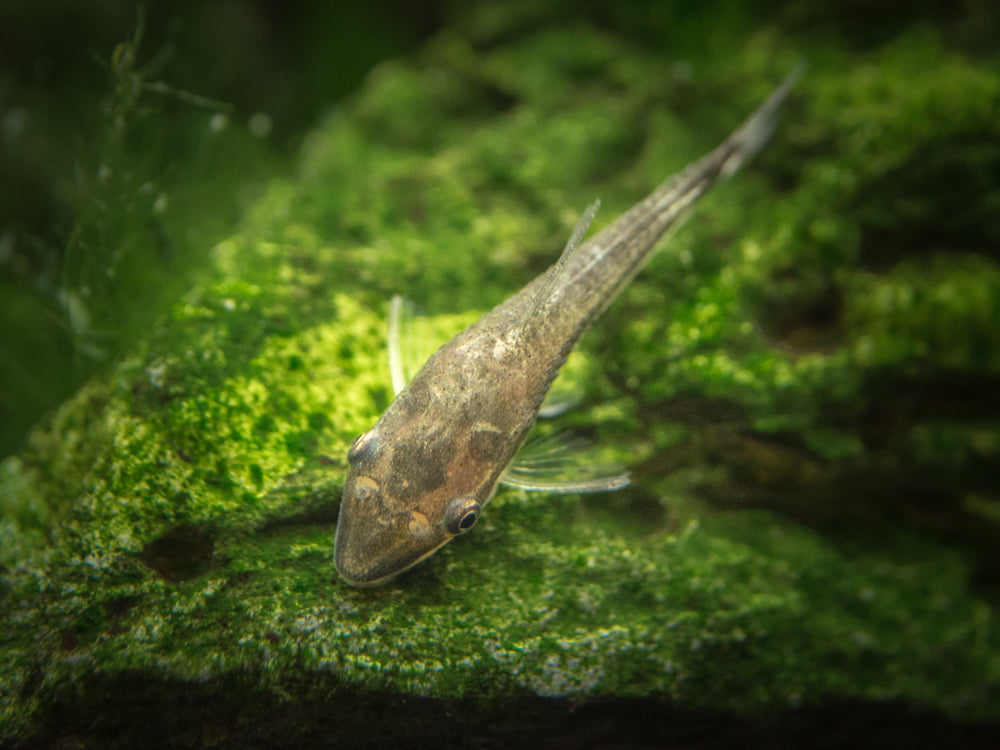 Aquatic Arts otocinclus catfish for sale 