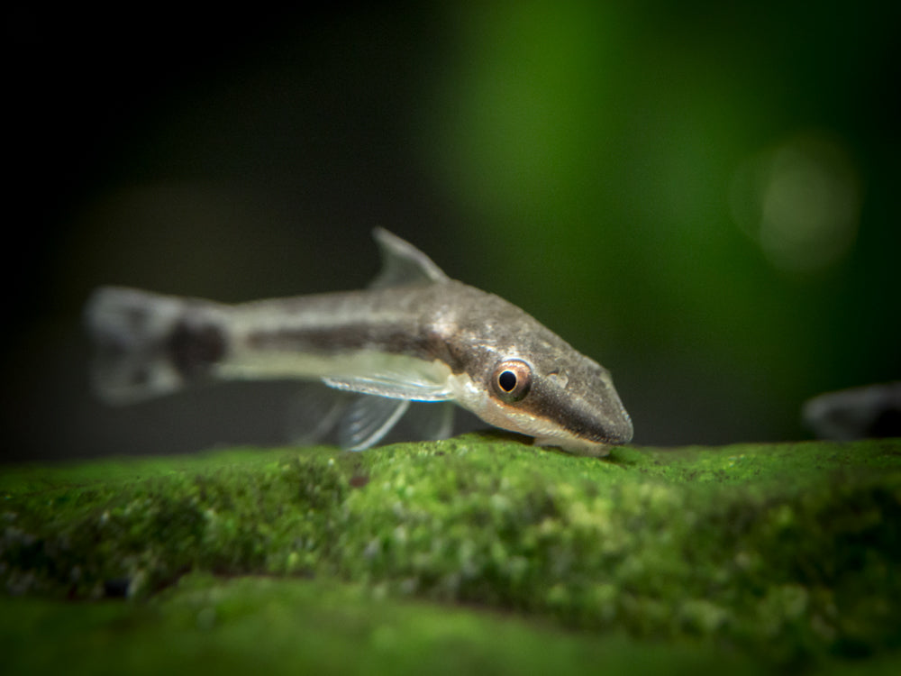 Otocinclus Catfish (Otocinclus macrospilus), Tank-Raised