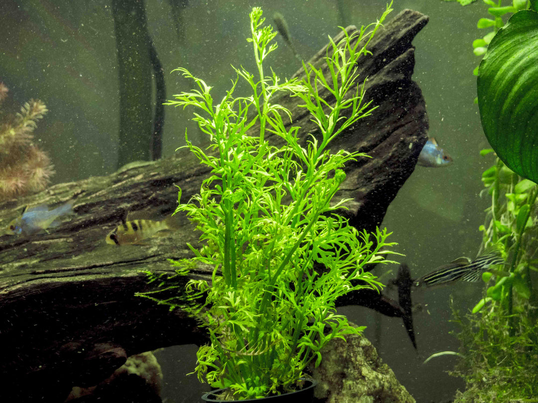 Water Sprite aka Indian Water Fern (Ceratopteris thalictroides) - 6 to 8 inch Tall Bunch