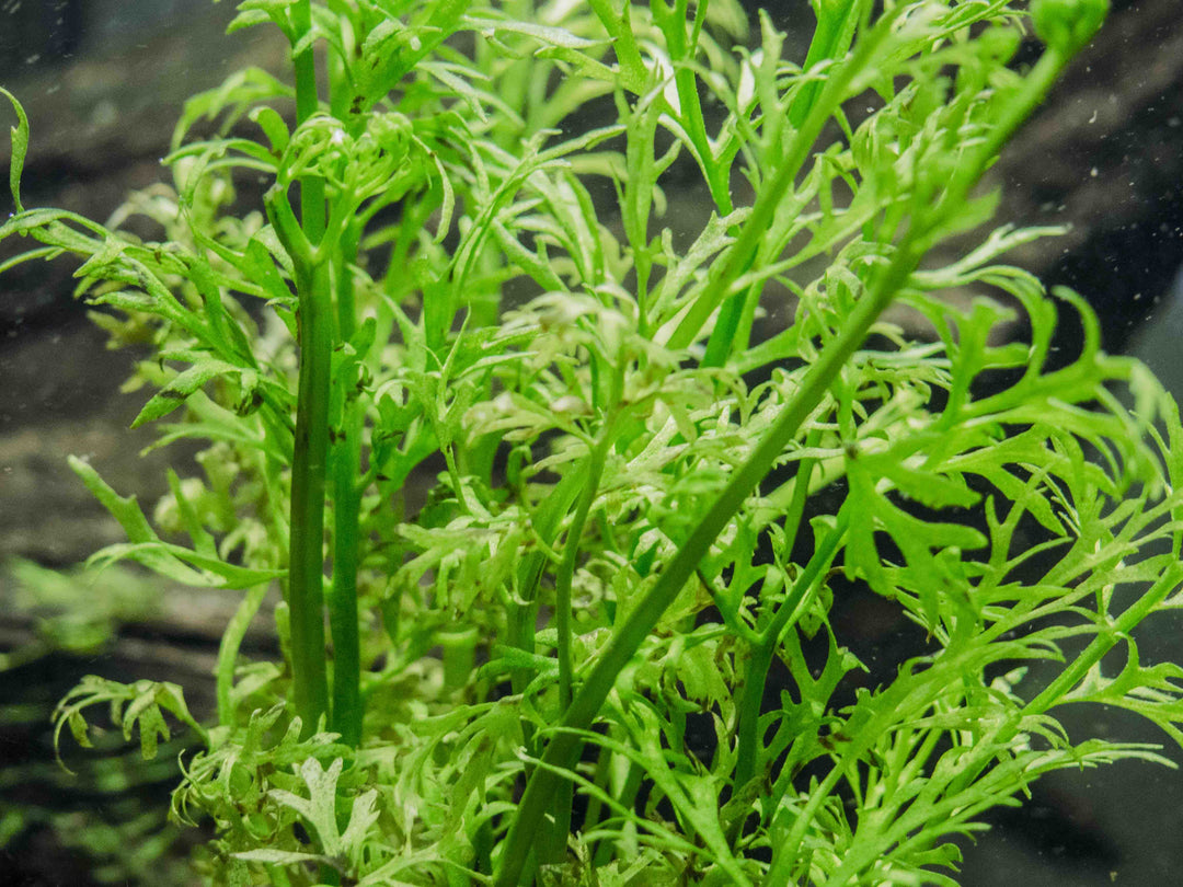 Water Sprite aka Indian Water Fern (Ceratopteris thalictroides) - 6 to 8 inch Tall Bunch