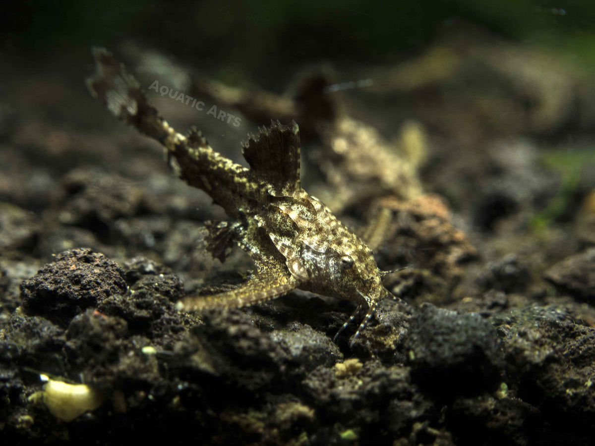 Asian Stone Mini Catfish (Hara jerdoni) - Aquatic Arts