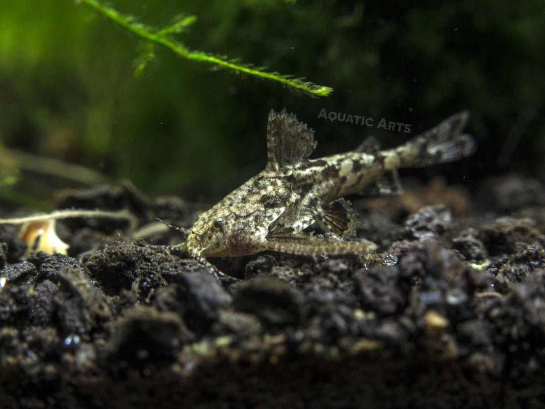 Asian Stone Mini Catfish AKA Anchor Catfish (Hara jerdoni)