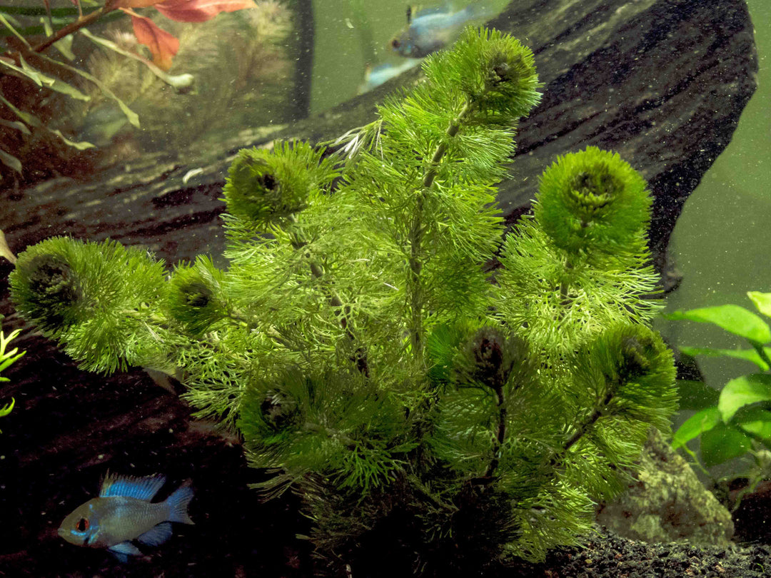 Purple / Green Cabomba (Cabomba pulcherrima), Bunched