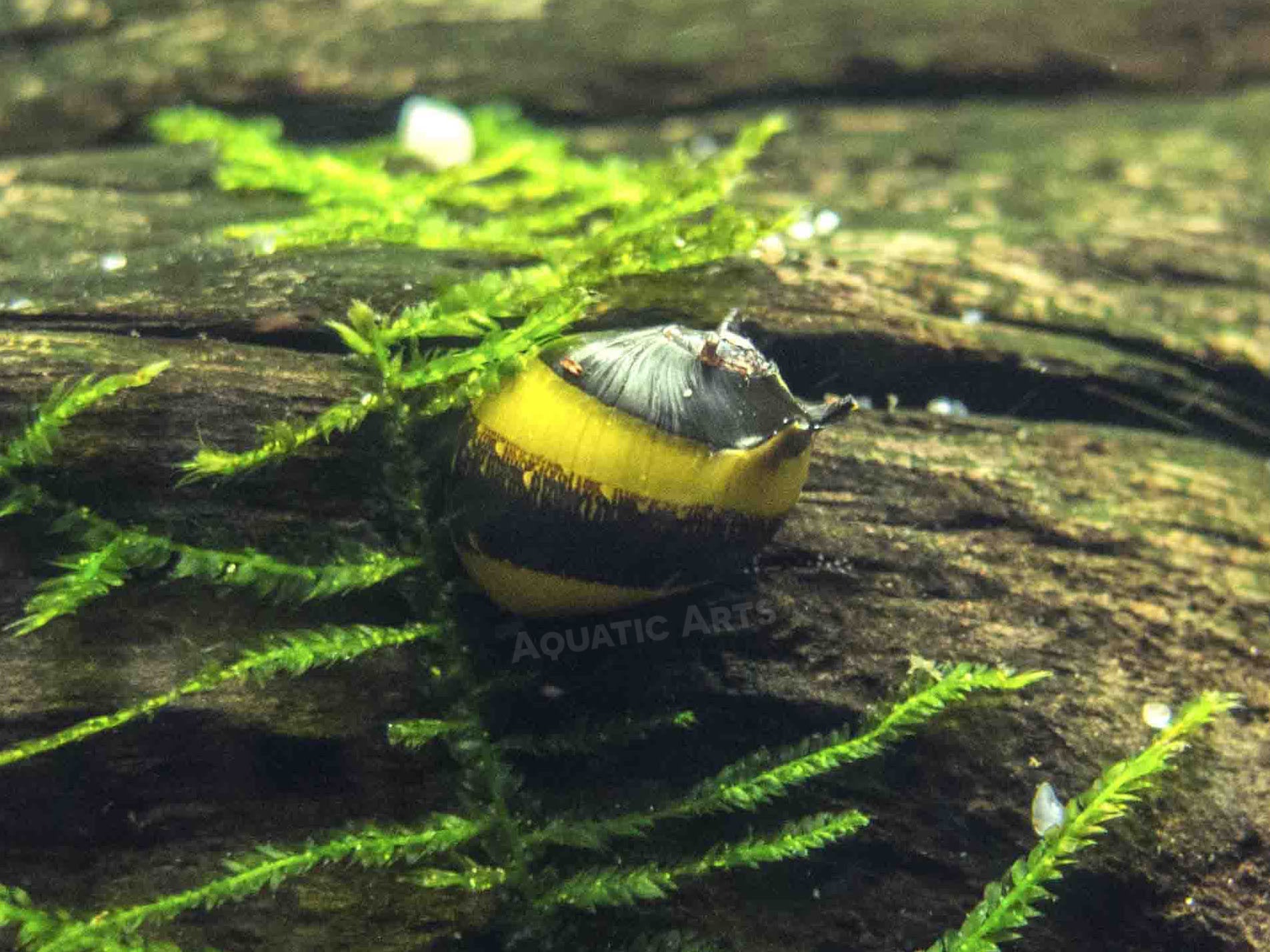 Zebra Thorn/Horn Nerite Snails freshwater snail for sale at Aquatic Arts