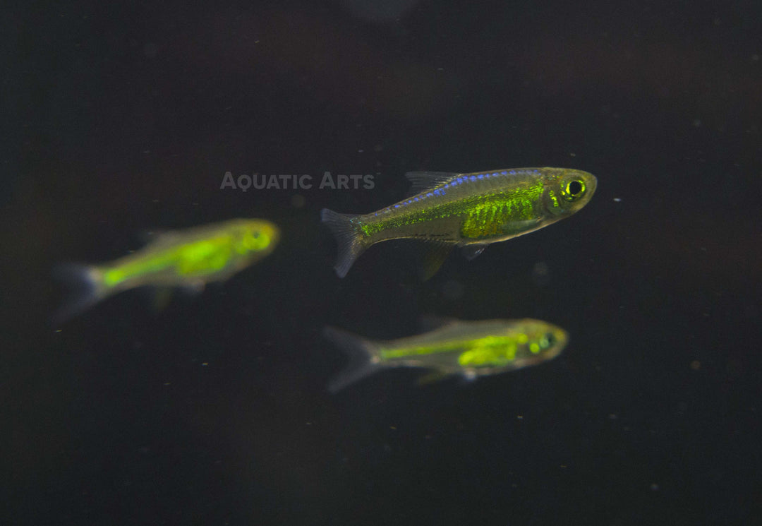 Kubotai Rasbora (Microdevario kubotai), Tank-Bred