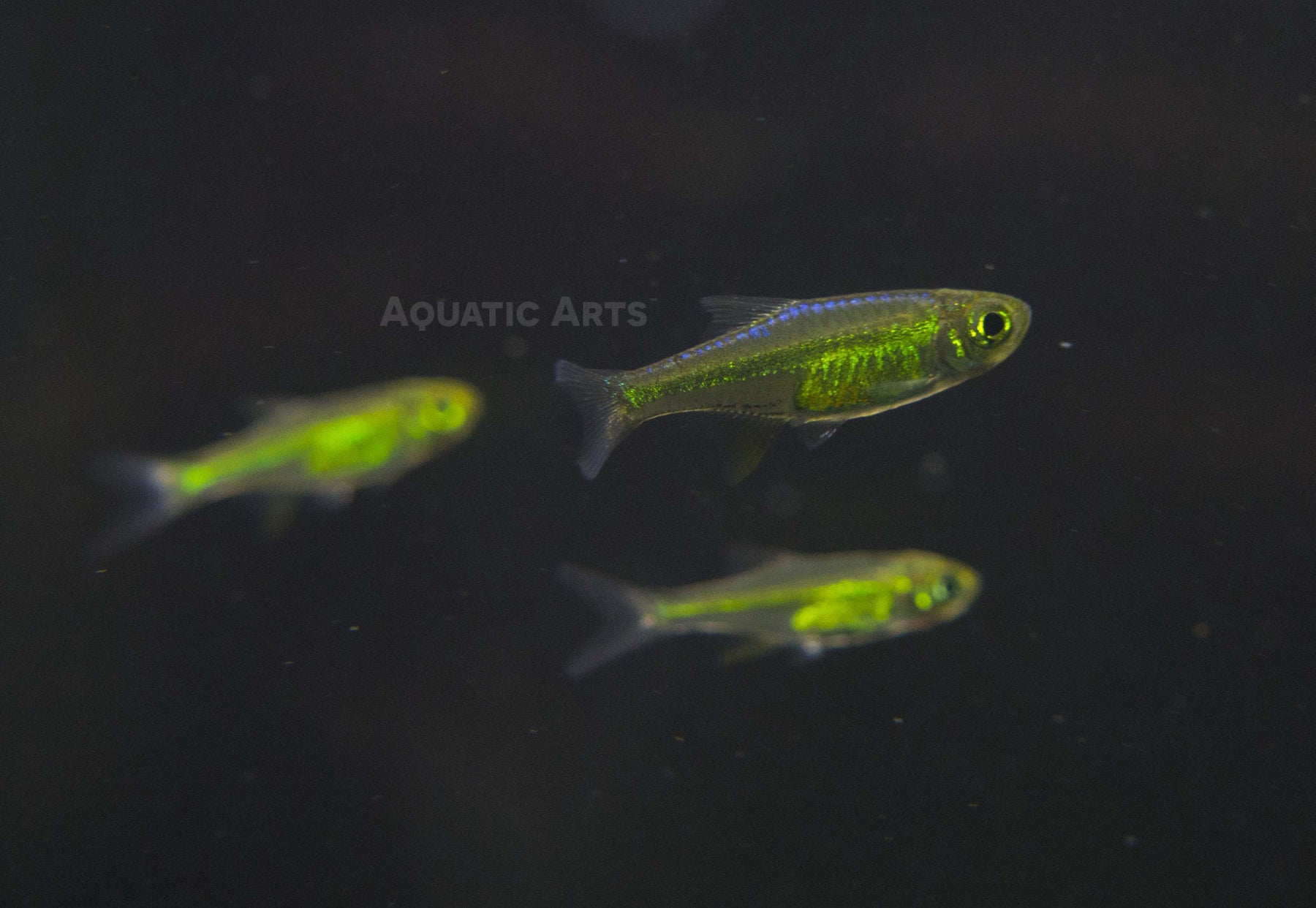 Microdevario Kubotai Rasbora (Microdevario kubotai), Tank-Bred – Aquatic Arts