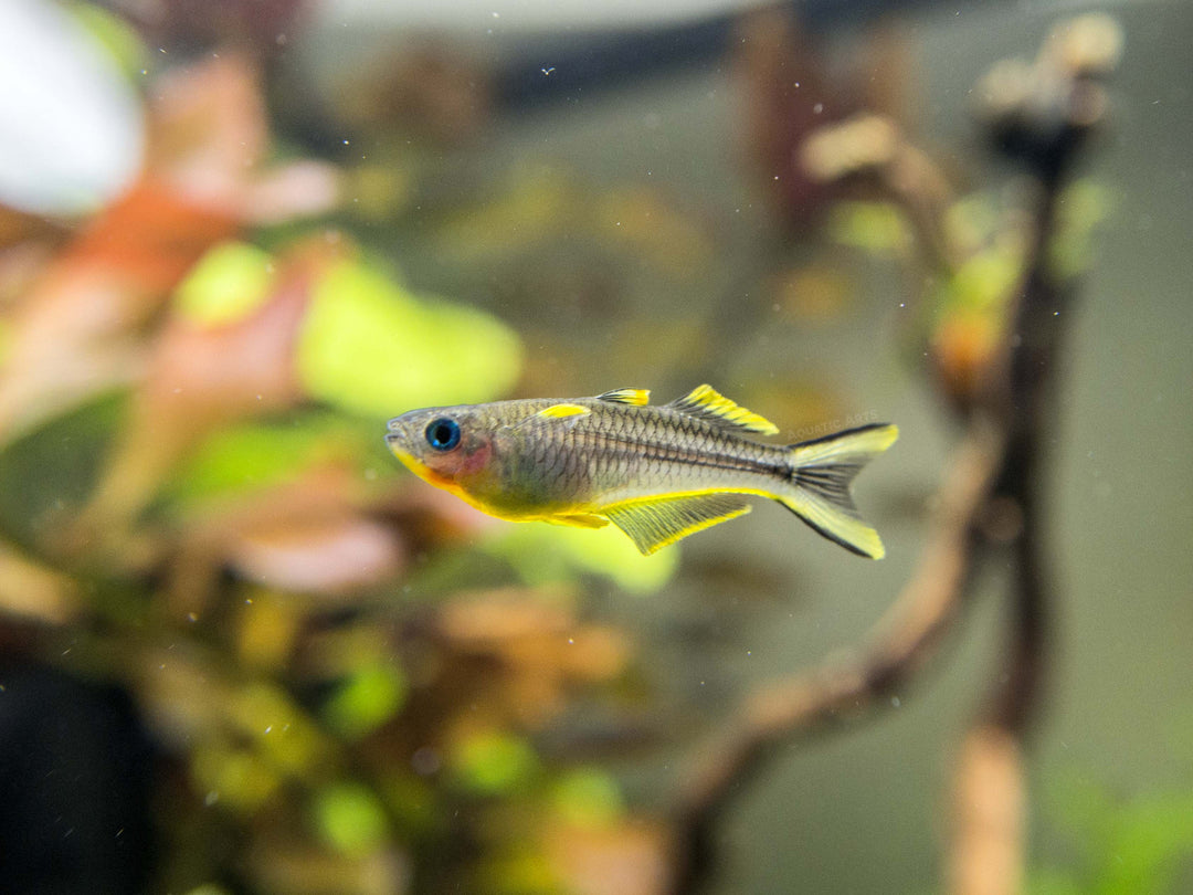 Forktail/Furcata Blue Eye Rainbowfish (Pseudomugil furcatus) - Tank-Bred!