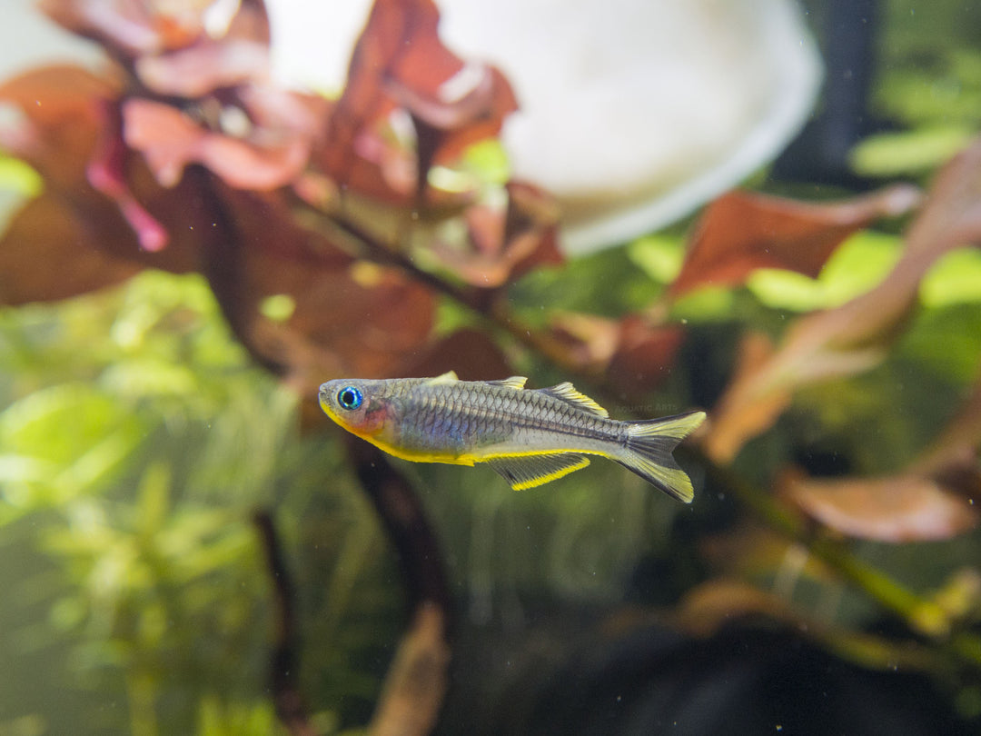 Forktail/Furcata Blue Eye Rainbowfish (Pseudomugil furcatus) - Tank-Bred!