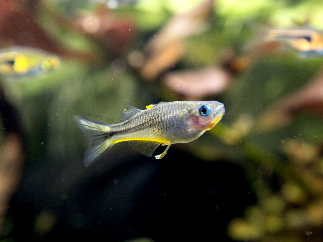 Forktail/Furcata Blue Eye Rainbowfish (Pseudomugil furcatus) - Tank-Bred!