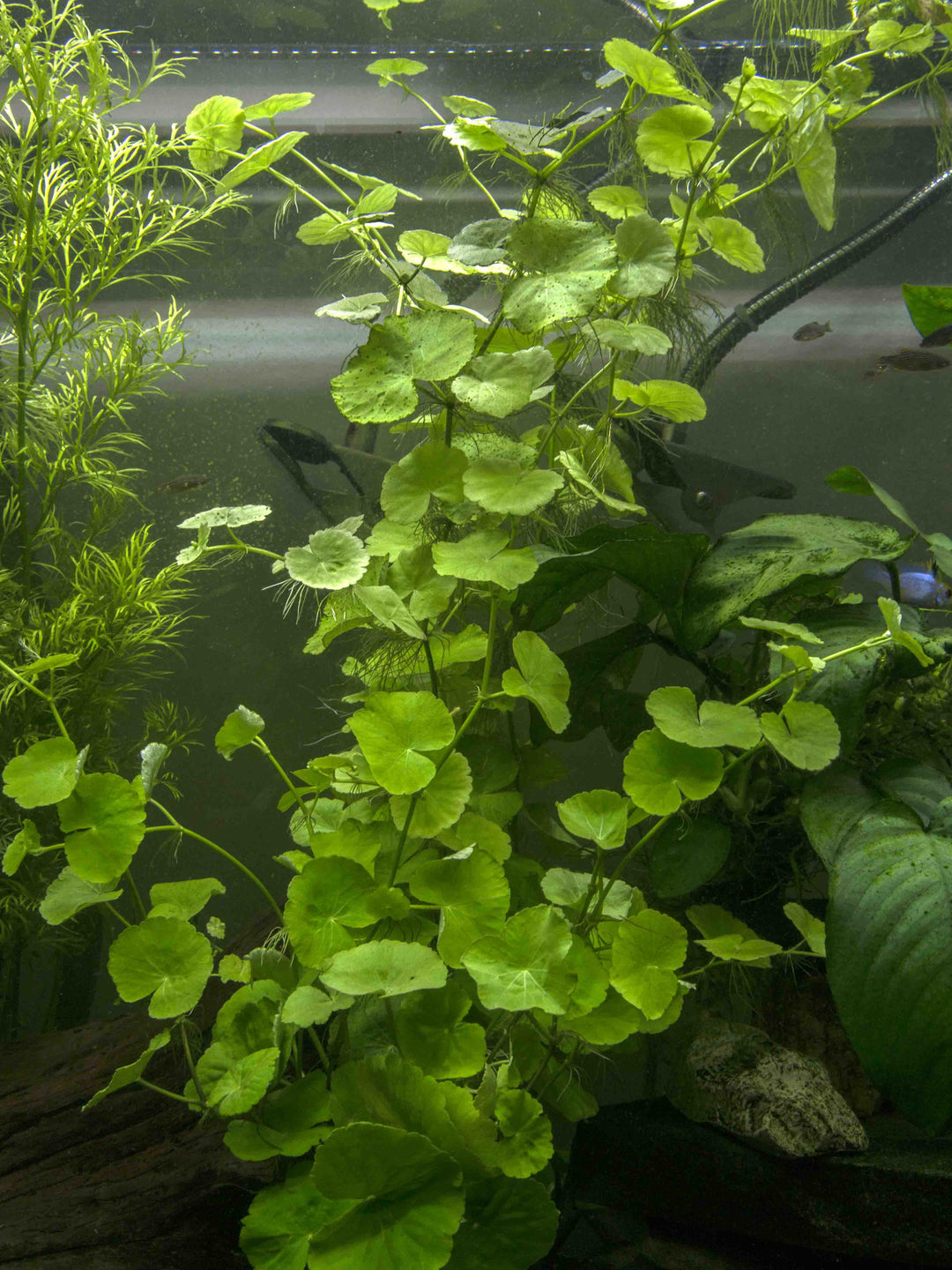 Brazilian Pennywort (Hydrocotyle leucocephala), Bunched