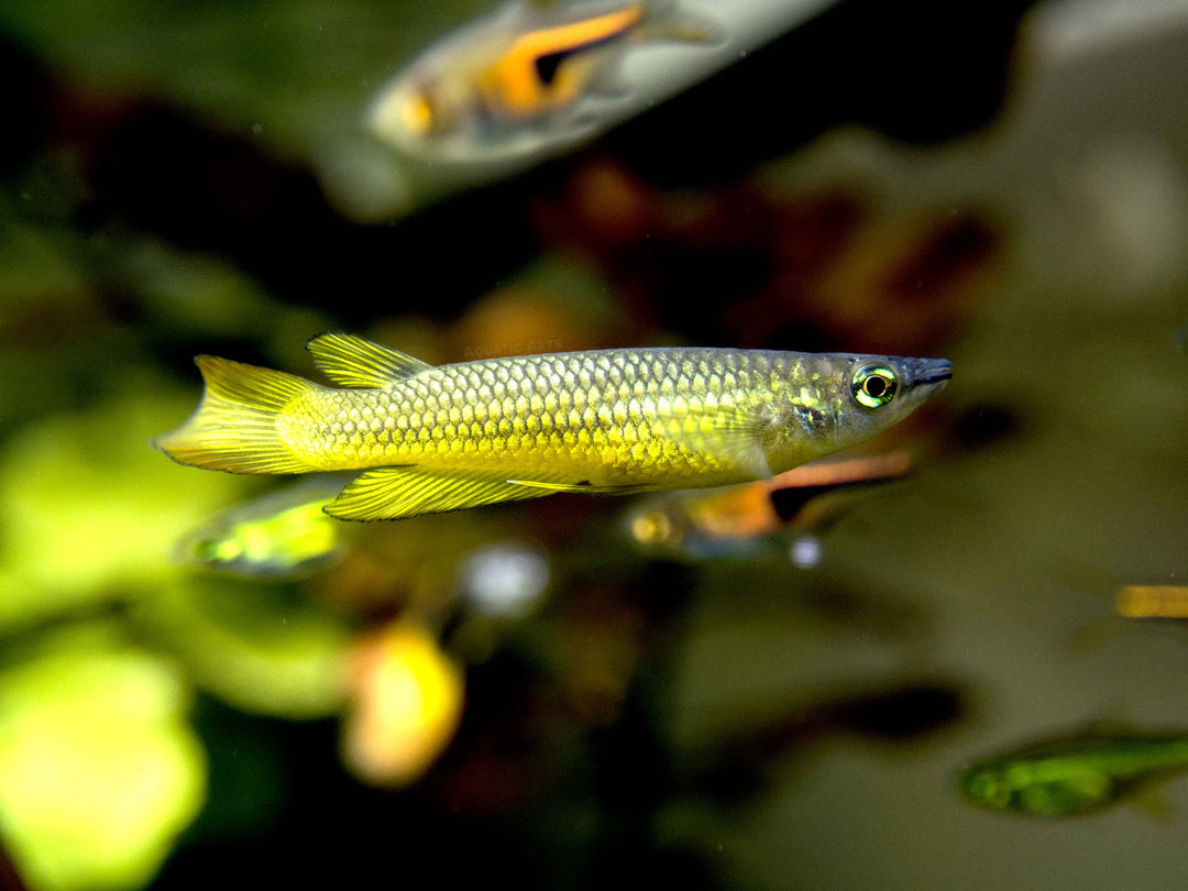 Golden Wonder Killifish (Aplocheilus lineatus) - Tank-Bred!