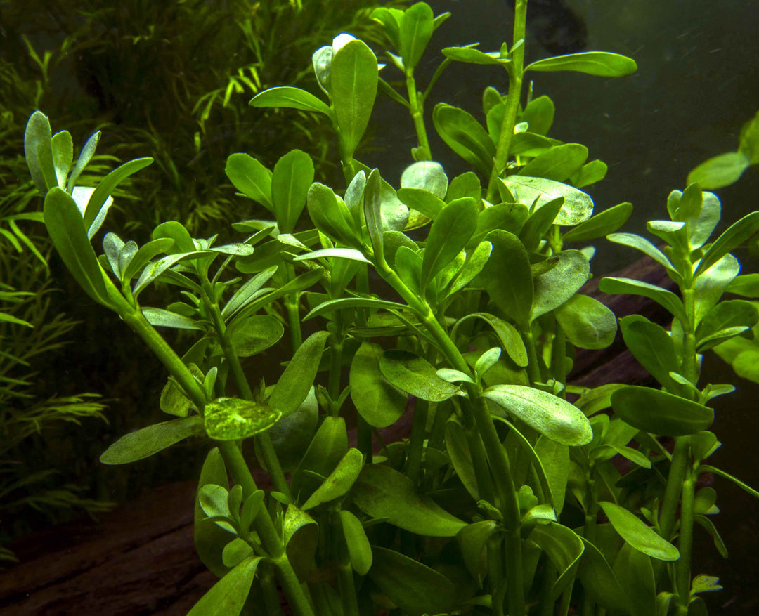 Moneywort (Bacopa monnieri)