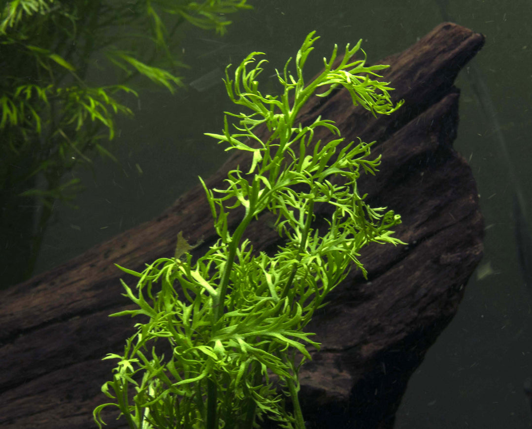 Water Sprite aka Indian Water Fern (Ceratopteris thalictroides) - 6 to 8 inch Tall Bunch