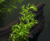 Water Sprite aka Indian Water Fern (Ceratopteris thalictroides) - 6 to 8 inch Tall Bunch