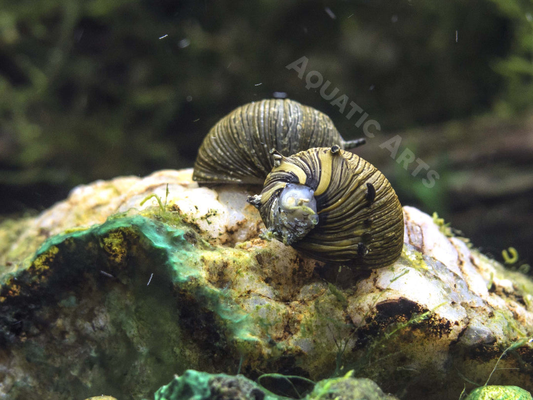 Sun Thorn Nerite Snails (Clithon donovani)