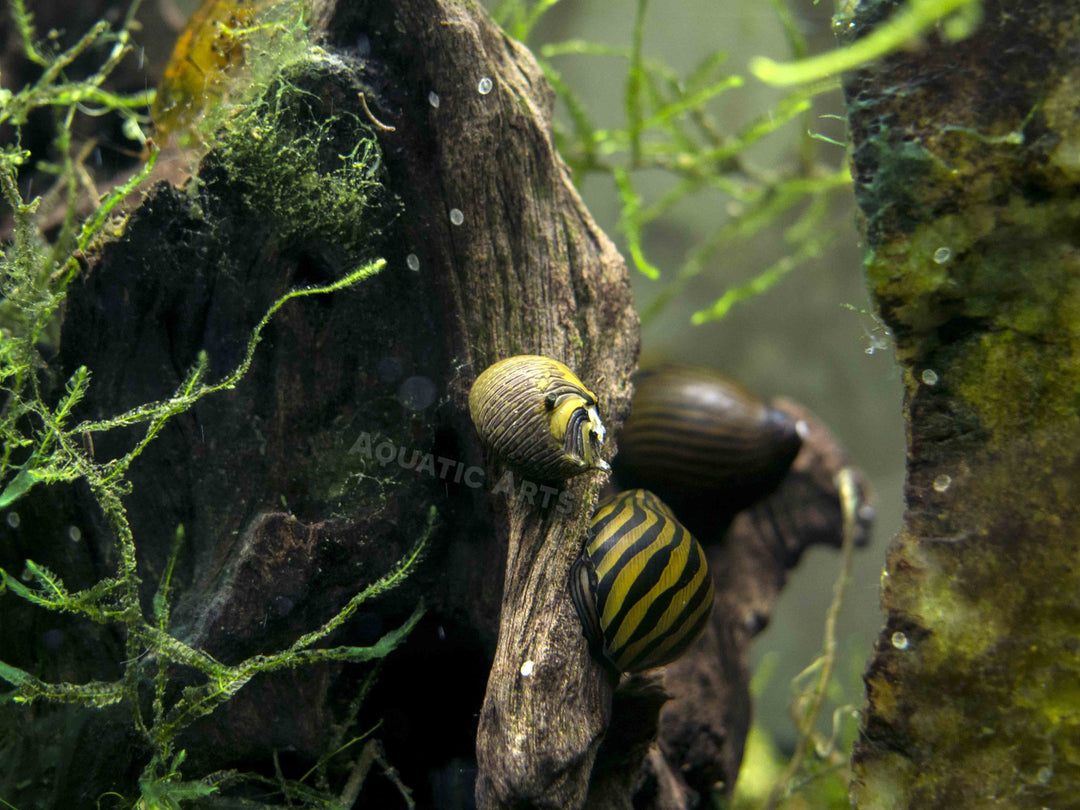 Sun Thorn Nerite Snails (Clithon donovani)