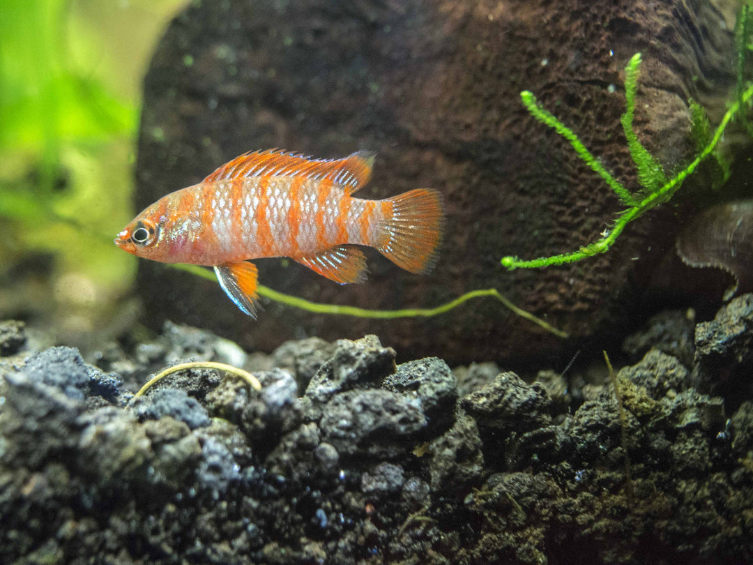 Scarlet AKA Gem Badis (Dario dario)