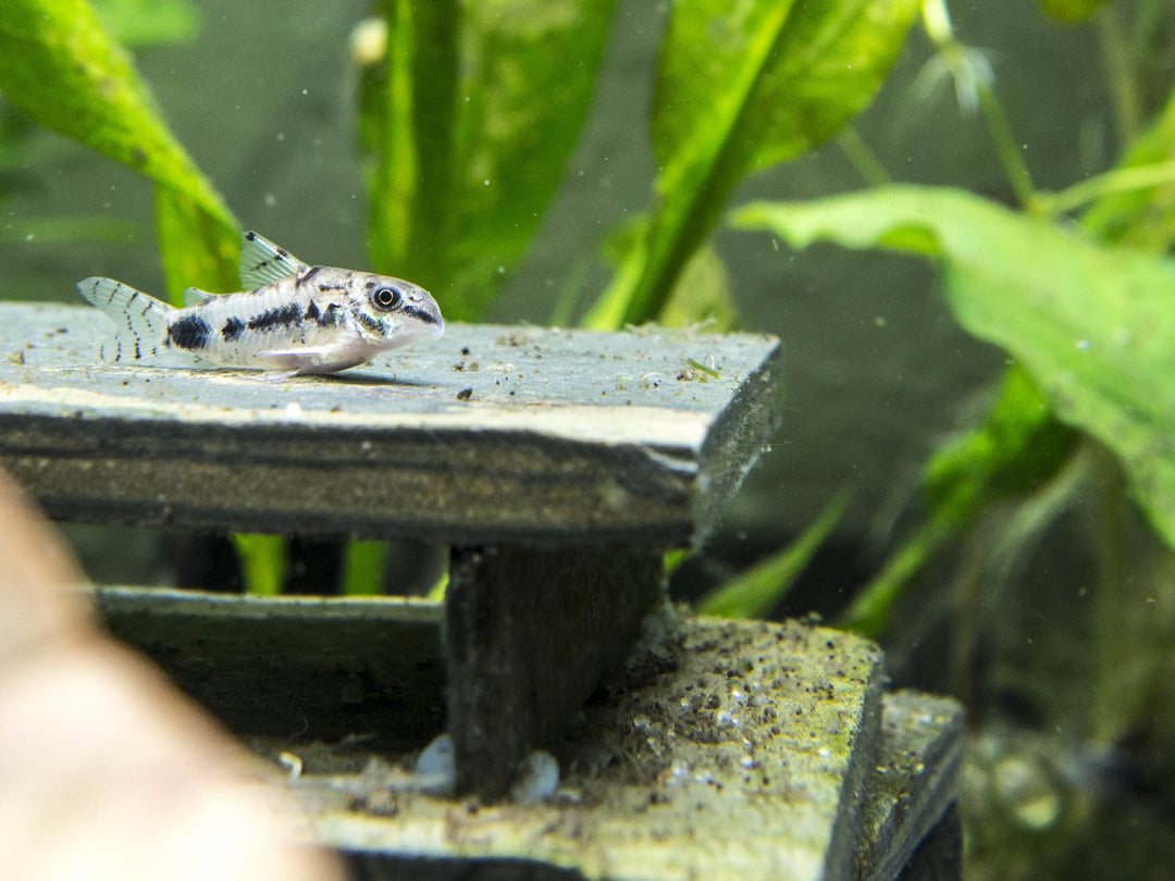 Salt and Pepper Pygmy Cory Catfish (Corydoras habrosus)