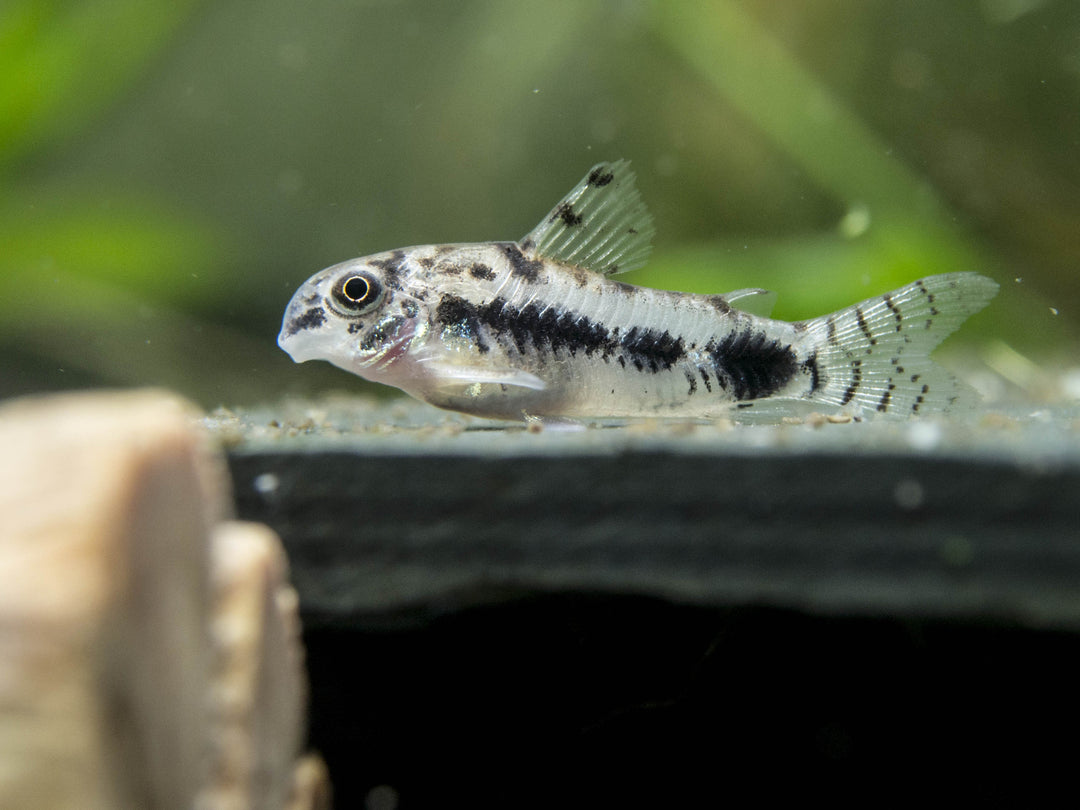 Salt and Pepper Pygmy Cory Catfish (Corydoras habrosus)