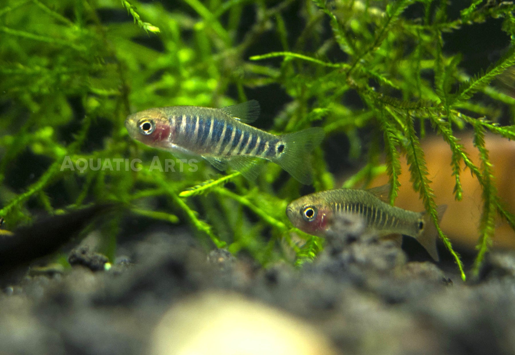 Dwarf Rasboa Emerald Dwarf Rasbora (Celestichthys erythromicron) - Aquatic Arts